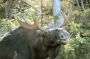 Bull Moose, Sandy Stream Pond, Baxter State Park, Maine